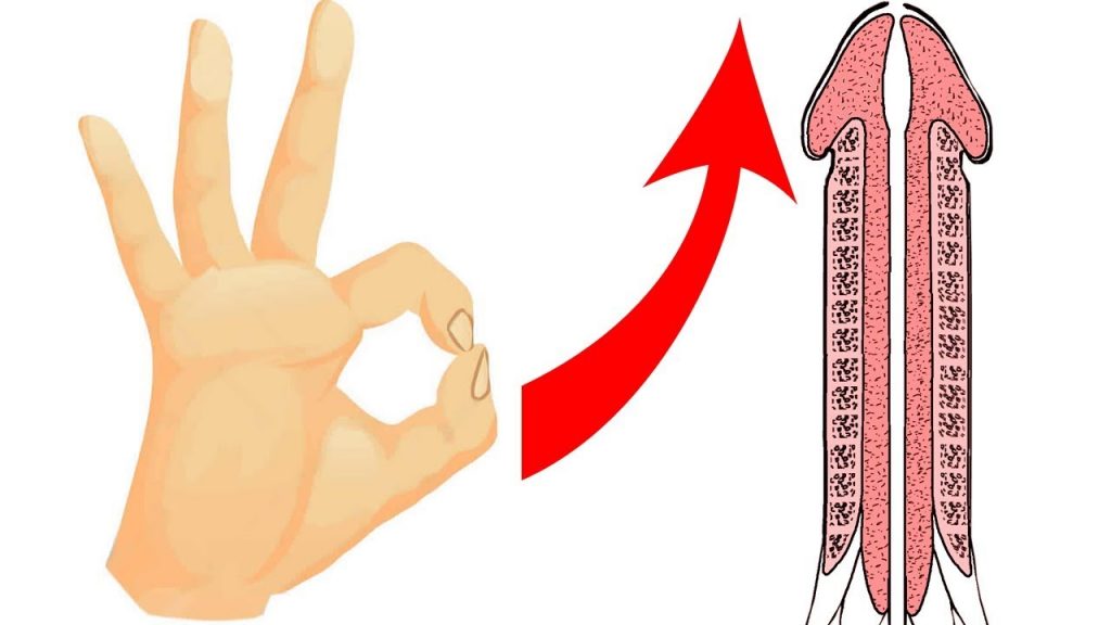 Kiểm tra độ nhạy cảm dương vật là gì?