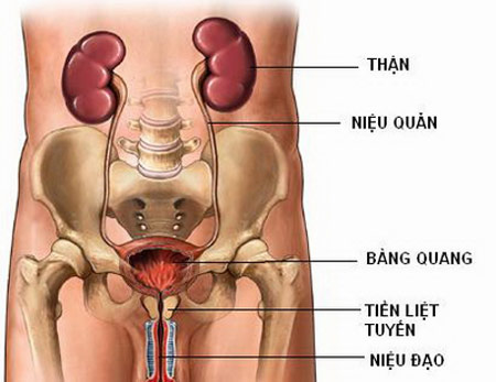 Viêm đường tiết niệu và những điều cần biết